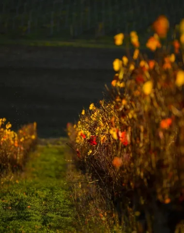 vignoble automne