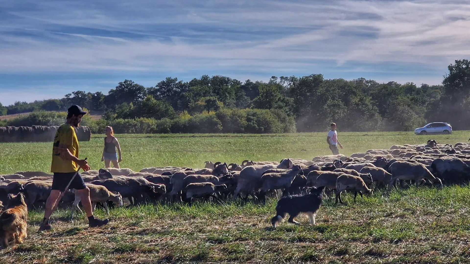 transhumance