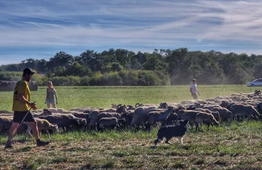 transhumance