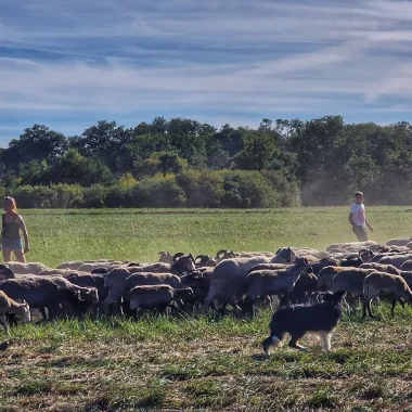 transhumance