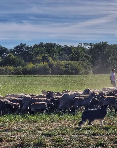 transhumance