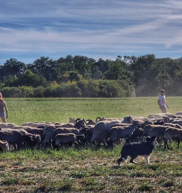 transhumance