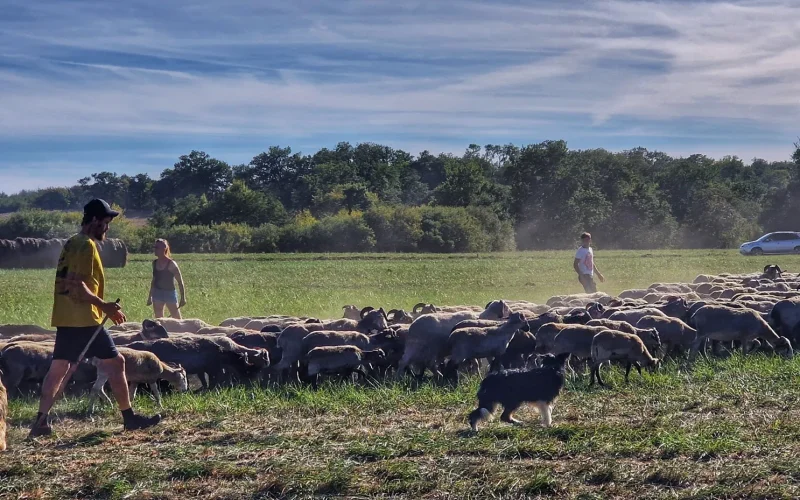 transhumance