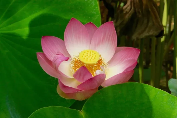 Barbotan lotus rose